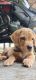 Labrador Retriever Puppies for sale in Arrah, Bihar, India. price: 12000 INR