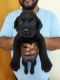 Labrador Retriever Puppies for sale in NRI Layout, Bengaluru, Karnataka 560016, India. price: 12000 INR