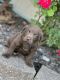 Labrador Retriever Puppies for sale in Ava, MO 65608, USA. price: NA