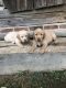 Labrador Retriever Puppies for sale in Toney, AL, USA. price: NA