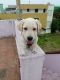 Labrador Retriever Puppies for sale in Kundrathur, Chennai, Tamil Nadu 600069, India. price: NA