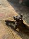 Labrador Retriever Puppies for sale in Richmond, VA, USA. price: $350