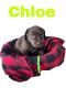 Labrador Retriever Puppies for sale in Willis, VA 24380, USA. price: $1,000