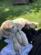 Labrador Retriever Puppies for sale in Sylmar, Los Angeles, CA, USA. price: NA