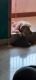 Labrador Retriever Puppies for sale in Nanmangalam, Chennai, Tamil Nadu 600117, India. price: 30000 INR