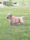 Labrador Retriever Puppies for sale in Chaska, MN 55318, USA. price: NA
