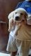 Labrador Retriever Puppies for sale in Madangir, New Delhi, Delhi 110062, India. price: 10000 INR