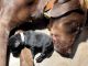 Labrador Retriever Puppies for sale in Appleton, WI, USA. price: $950
