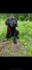 Labrador Retriever Puppies for sale in Dedham, ME, USA. price: $1,300