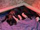 Labrador Retriever Puppies for sale in Dover Plains, NY, USA. price: $1,500