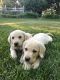 Labrador Retriever Puppies for sale in Gilroy, CA 95020, USA. price: NA