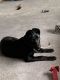 Labrador Retriever Puppies for sale in Naches, WA 98937, USA. price: NA