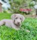 Labrador Retriever Puppies for sale in Sweet Grass, MT 59484, USA. price: NA