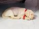 Labrador Retriever Puppies for sale in Adoor, Kannamkode, Adoor, Kerala 691523, India. price: 12000 INR