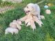 Labrador Retriever Puppies for sale in Portland, OR, USA. price: $1,500