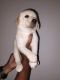 Labrador Retriever Puppies for sale in Palava City, Maharashtra 421204, India. price: 7000 INR