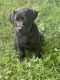 Labrador Retriever Puppies for sale in Madisonville, TN 37354, USA. price: $850