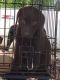 Labrador Retriever Puppies for sale in Central, AL 36092, USA. price: $400