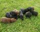 Labrador Retriever Puppies for sale in Dayton, PA, USA. price: $500