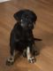 Labrador Retriever Puppies for sale in Blythewood, SC, USA. price: NA