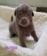 Labrador Retriever Puppies for sale in 19684 Levi Ave, Norwalk, WI 54648, USA. price: $700