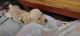 Labrador Retriever Puppies for sale in Bhubaneswar, Odisha, India. price: 10000 INR