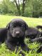 Labrador Retriever Puppies for sale in Pinconning, MI 48650, USA. price: $1,200