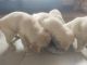 Labrador Retriever Puppies for sale in Champapet Rd, Central Excise Colony, New Santoshnagar, Santosh Nagar, Hyderabad, Telangana, India. price: 8000 INR