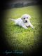 Labrador Retriever Puppies for sale in Sulligent, AL 35586, USA. price: $100,000