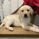 Labrador Retriever Puppies for sale in 22485 Philanthropic Dr, Ashburn, VA 20148, USA. price: $650