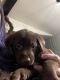 Labrador Retriever Puppies for sale in Mill Hall, PA 17751, USA. price: NA