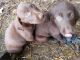 Labrador Retriever Puppies for sale in Whittemore, IA 50598, USA. price: $350