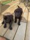 Labrador Retriever Puppies for sale in Riley, KS 66531, USA. price: $500