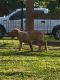 Labrador Retriever Puppies for sale in Lumberton, TX 77657, USA. price: $1,200