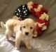 Labrador Retriever Puppies for sale in Parker, CO, USA. price: NA