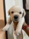 Labrador Retriever Puppies for sale in Indirapuram, Ghaziabad, Uttar Pradesh, India. price: 13000 INR