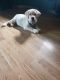 Labrador Retriever Puppies for sale in Owosso, MI 48867, USA. price: $700
