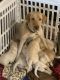 Labrador Retriever Puppies for sale in Romoland, CA 92585, USA. price: NA