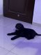 Labrador Retriever Puppies for sale in New Chandigarh, Punjab, India. price: 18000 INR