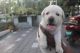 Labrador Retriever Puppies for sale in Peringolam, Kerala 673008, India. price: 15000 INR