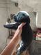 Labrador Retriever Puppies for sale in Bareilly, Uttar Pradesh, India. price: 8500 INR