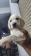 Labrador Retriever Puppies for sale in 3rd Block, Sir M Vishveswaraya Layout, Jnana Ganga Nagar, Ullal, Karnataka 560110, India. price: 10000 INR