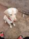Labrador Retriever Puppies for sale in Rani Bazar, Bikaner, Rajasthan 334001, India. price: 5000 INR