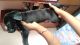 Labrador Retriever Puppies for sale in STARLIT HOUSING, AA IIC, Rekjuani, Kolkata, West Bengal 700135, India. price: 15000 INR