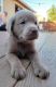 Labrador Retriever Puppies for sale in Modesto, CA, USA. price: NA