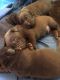 Labrador Retriever Puppies for sale in Schoolcraft, MI 49087, USA. price: NA