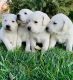 Labrador Retriever Puppies for sale in 275 W 350 S, Ferron, UT 84523, USA. price: NA