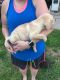 Labrador Retriever Puppies for sale in Osage, IA 50461, USA. price: NA