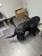 Labrador Retriever Puppies for sale in Universal City, TX, USA. price: $250
