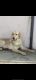 Labrador Retriever Puppies for sale in Narkeldanga Main Rd, Beleghata, Kolkata, West Bengal, India. price: 25000 INR